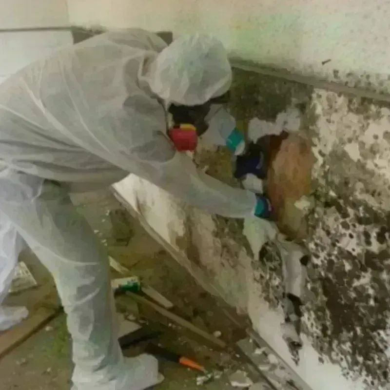 Mold Remediation and Removal in Collins, MS